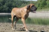 DOGUE ALLEMAND 141